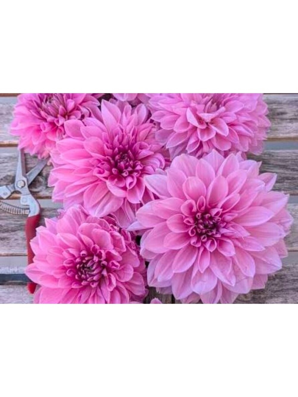 LIVE PLANT: LAVENDER PERFECTION DAHLIA